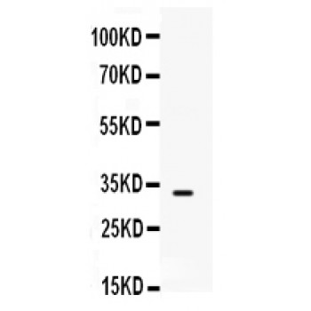 SNAI3 Antibody - SNAI3 antibody Western blot. All lanes: Anti SNAI3 at 0.5 ug/ml. WB: MCF-7 Whole Cell Lysate at 40 ug. Predicted band size: 32 kD. Observed band size: 32 kD.
