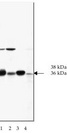 SNAP Alpha/Beta Antibody - Western blot (10% SDS-PAGE) of chicken brain (lane 1), chicken kidney (lane 2), rat brain (lane 3) and rat kidney (lane 4) probed with clone 16D1 anti- / SNAP at 0.2 g/ml. 