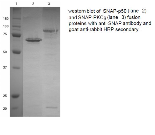 SNAP Alpha/Beta Antibody - WB using SNAP Antibody