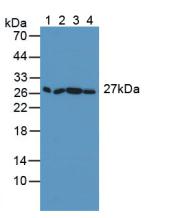 SNAP23 / SNAP-23 Antibody - Western Blot; Sample: Lane1: Mouse Serum; Lane2: Mouse Placenta Tissue; Lane3: Mouse Lung Tissue; Lane4: Mouse Hela Cells.