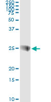 SNAP23 / SNAP-23 Antibody - Immunoprecipitation of SNAP23 transfected lysate using anti-SNAP23 monoclonal antibody and Protein A Magnetic Bead.