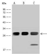 SNAP23 / SNAP-23 Antibody - Anti-SNAP23 rabbit polyclonal antibody at 1:500 dilution. Lane A: HEK293 Whole Cell Lysate. Lane B: Jurkat Whole Cell Lysate. Lane C: U-251 MG Whole Cell Lysate. Lysates/proteins at 30 ug per lane. Secondary: Goat Anti-Rabbit IgG (H+L)/HRP at 1/10000 dilution. Developed using the ECL technique. Performed under reducing conditions. Predicted band size: 23 kDa. Observed band size: 27 kDa.