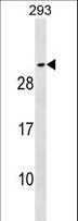 SNAP25 Antibody - SNAP25 Antibody western blot of 293 cell line lysates (35 ug/lane). The SNAP25 antibody detected the SNAP25 protein (arrow).