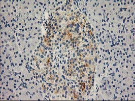 SNAP25 Antibody - IHC of paraffin-embedded Human pancreas tissue using anti-SNAP25 mouse monoclonal antibody.