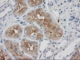 SNAP25 Antibody - IHC of paraffin-embedded Human Kidney tissue using anti-SNAP25 mouse monoclonal antibody.