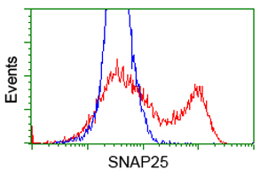 SNAP25 Antibody - HEK293T cells transfected with either overexpress plasmid (Red) or empty vector control plasmid (Blue) were immunostained by anti-SNAP25 antibody, and then analyzed by flow cytometry.