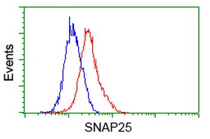 SNAP25 Antibody - Flow cytometry of HeLa cells, using anti-SNAP25 antibody (Red), compared to a nonspecific negative control antibody (Blue).