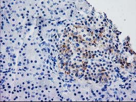 SNAP25 Antibody - IHC of paraffin-embedded Human pancreas tissue using anti-SNAP25 mouse monoclonal antibody.