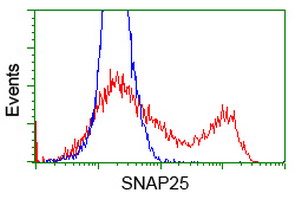 SNAP25 Antibody - HEK293T cells transfected with either overexpress plasmid (Red) or empty vector control plasmid (Blue) were immunostained by anti-SNAP25 antibody, and then analyzed by flow cytometry.