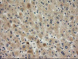 SNAP25 Antibody - IHC of paraffin-embedded Human liver tissue using anti-SNAP25 mouse monoclonal antibody.