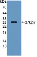 SNAP25 Antibody - Western Blot; Sample: Recombinant SNAP25, Human.