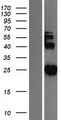 SNAP25 Protein - Western validation with an anti-DDK antibody * L: Control HEK293 lysate R: Over-expression lysate