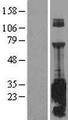 SNAP25 Protein - Western validation with an anti-DDK antibody * L: Control HEK293 lysate R: Over-expression lysate