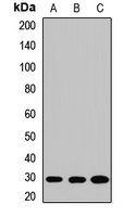 SNAP29 Antibody