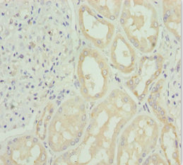 SNAP29 Antibody - Immunohistochemistry of paraffin-embedded human kidney tissue at dilution 1:100