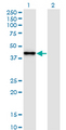 SNAP45 / SNAPC2 Antibody - Western Blot analysis of SNAPC2 expression in transfected 293T cell line by SNAPC2 monoclonal antibody (M01), clone 4B8.Lane 1: SNAPC2 transfected lysate (Predicted MW: 35.6 KDa).Lane 2: Non-transfected lysate.
