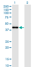 SNAP45 / SNAPC2 Antibody - Western Blot analysis of SNAPC2 expression in transfected 293T cell line by SNAPC2 monoclonal antibody (M01), clone 4B8.Lane 1: SNAPC2 transfected lysate (Predicted MW: 35.6 KDa).Lane 2: Non-transfected lysate.