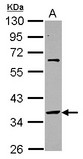SNAP45 / SNAPC2 Antibody - Sample (30 ug of whole cell lysate) A: HeLa 10% SDS PAGE SNAPC2 / SNAP45 antibody diluted at 1:10000