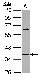 SNAP45 / SNAPC2 Antibody - Sample (30 ug of whole cell lysate) A: HeLa 10% SDS PAGE SNAPC2 / SNAP45 antibody diluted at 1:10000