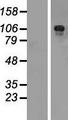 SNAP91 / AP180 Protein - Western validation with an anti-DDK antibody * L: Control HEK293 lysate R: Over-expression lysate