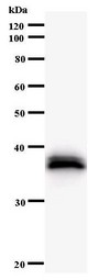SNAPC1 Antibody - Western blot of immunized recombinant protein using SNAPC1 antibody.