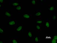 SNAPC1 Antibody - Immunostaining analysis in HeLa cells. HeLa cells were fixed with 4% paraformaldehyde and permeabilized with 0.1% Triton X-100 in PBS. The cells were immunostained with anti-SNAPC1 mAb.