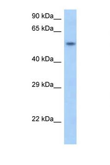 SNAPC1 Antibody - SNAPC1 antibody Western blot of Rat Brain lysate. Antibody concentration 1 ug/ml.  This image was taken for the unconjugated form of this product. Other forms have not been tested.