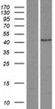 SNAPC1 Protein - Western validation with an anti-DDK antibody * L: Control HEK293 lysate R: Over-expression lysate