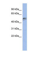 SNAPC3 Antibody - SNAPC3 antibody Western blot of PANC1 cell lysate. This image was taken for the unconjugated form of this product. Other forms have not been tested.