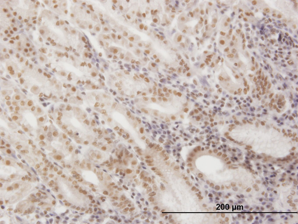 SNAPC4 Antibody - Immunoperoxidase of monoclonal antibody to SNAPC4 on formalin-fixed paraffin-embedded human stomach. [antibody concentration 3 ug/ml]