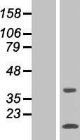 SNAPC5 Protein - Western validation with an anti-DDK antibody * L: Control HEK293 lysate R: Over-expression lysate