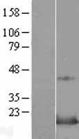 SNAPIN Protein - Western validation with an anti-DDK antibody * L: Control HEK293 lysate R: Over-expression lysate