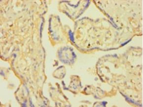 SNCA / Alpha-Synuclein Antibody - Immunohistochemistry of paraffin-embedded human placenta tissue using antibody at 1:100 dilution.  This image was taken for the unconjugated form of this product. Other forms have not been tested.