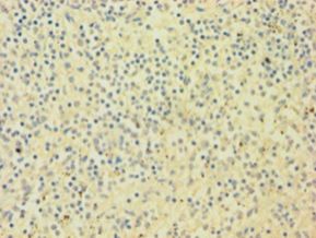 SNCA / Alpha-Synuclein Antibody - Immunohistochemistry of paraffin-embedded human spleen tissue using antibody at 1:100 dilution.  This image was taken for the unconjugated form of this product. Other forms have not been tested.