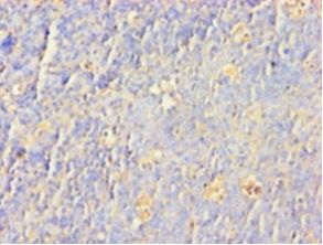 SNCA / Alpha-Synuclein Antibody - Immunohistochemistry of paraffin-embedded human tonsil tissue using antibody at 1:100 dilution.  This image was taken for the unconjugated form of this product. Other forms have not been tested.