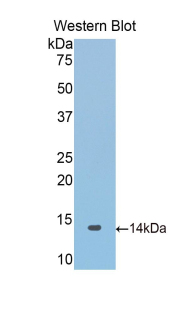 SNCA / Alpha-Synuclein Antibody - Western blot of recombinant SNCA / Alpha-Synuclein.  This image was taken for the unconjugated form of this product. Other forms have not been tested.
