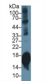 SNCA / Alpha-Synuclein Antibody - Western Blot; Sample: Mouse Cerebrum lysate; Primary Ab: 1µg/ml Rabbit Anti-Mouse SNCa Antibody Second Ab: 0.2µg/mL HRP-Linked Caprine Anti-Rabbit IgG Polyclonal Antibody