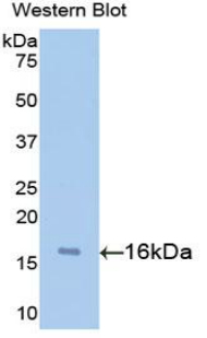 SNCA / Alpha-Synuclein Antibody - Western blot of recombinant SNCA / Alpha-Synuclein.  This image was taken for the unconjugated form of this product. Other forms have not been tested.