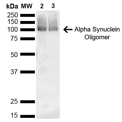SNCA / Alpha-Synuclein Antibody - Western Blot analysis of Mouse, Rat Brain showing detection of 14 kDa Alpha Synuclein protein using Mouse Anti-Alpha Synuclein Monoclonal Antibody, Clone 3C11. Lane 1: Molecular Weight Ladder (MW). Lane 2: Mouse brain cell lysate. Lane 3: Rat brain cell lysate. Load: 15 µg. Block: 5% Skim Milk in 1X TBST. Primary Antibody: Mouse Anti-Alpha Synuclein Monoclonal Antibody  at 1:1000 for 2 hours at RT. Secondary Antibody: Goat Anti-Mouse HRP:IgG at 1:3000 for 1 hour at RT. Color Development: ECL solution (Super Signal West Pico) for 5 min in RT. Predicted/Observed Size: 14 kDa. Other Band(s): ~30 kDa (dimer).