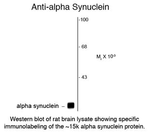 SNCA / Alpha-Synuclein Antibody