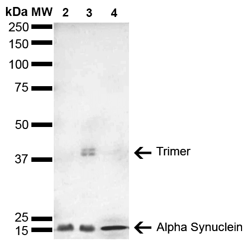 SNCA / Alpha-Synuclein Antibody - Western Blot analysis of Human, Mouse, Rat Brain showing detection of 14 kDa Alpha Synuclein protein using Mouse Anti-Alpha Synuclein Monoclonal Antibody, Clone 4F1. Lane 1: Molecular Weight Ladder (MW). Lane 2: Mouse Brain cell lysate. Lane 3: Rat brain cell lysate. Lane 4: Human brain cell lysate. Load: 15 µg. Block: 5% Skim Milk in 1X TBST. Primary Antibody: Mouse Anti-Alpha Synuclein Monoclonal Antibody  at 1:1000 for 2 hours at RT. Secondary Antibody: Goat Anti-Mouse HRP:IgG at 1:3000 for 1 hour at RT. Color Development: ECL solution (Super Signal West Pico) for 5 min in RT. Predicted/Observed Size: 14 kDa. Other Band(s): ~40 kDa (trimer).