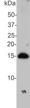 SNCA / Alpha-Synuclein Antibody - Blot of SNCA / Alpha-Synuclein antibody on crude extract of rat brain, showing strong band at 15 kDa.