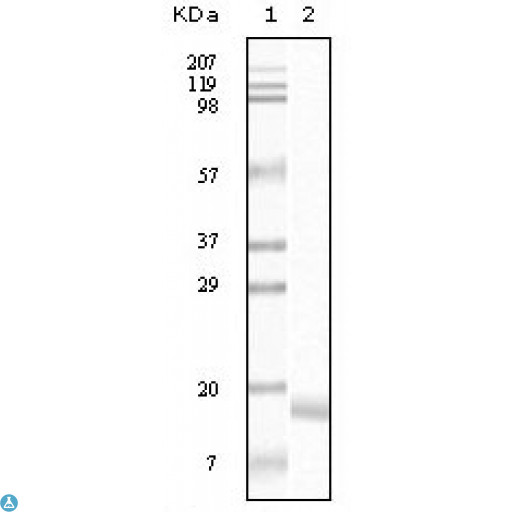 SNCA / Alpha-Synuclein Antibody - Western Blot (WB) analysis using Synuclein-alpha Monoclonal Antibody against truncated Synuclein-alpha recombinant protein.