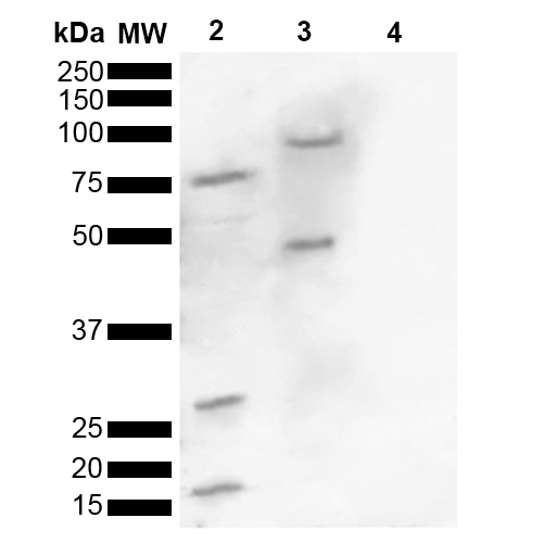 SNCA / Alpha-Synuclein Antibody - Western blot analysis of Human, Mouse brain lysate showing detection of ~16 kDa Alpha Synuclein pSer129 protein using Rabbit Anti-Alpha Synuclein pSer129 Polyclonal Antibody. Lane 1: Molecular Weight Ladder (MW). Lane 2: Human brain lysate. Lane 3: Mouse brain lysate. Lane 4: Alpha Synuclein Monomer (0.5 µg). Load: 15 µg. Block: 5% Skim Milk in 1X TBST. Primary Antibody: Rabbit Anti-Alpha Synuclein pSer129 Polyclonal Antibody  at 1:1000 for 2 hours at RT. Secondary Antibody: Goat Anti-Rabbit HRP:IgG at 1:3000 for 1 hour at RT. Color Development: ECL solution for 5 min at RT. Predicted/Observed Size: ~16 kDa. Other Band(s): 100, 75, 45, 30,16 kDa.