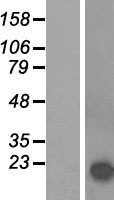 SNCA / Alpha-Synuclein Protein - Western validation with an anti-DDK antibody * L: Control HEK293 lysate R: Over-expression lysate