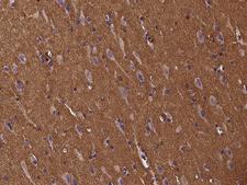SNCB / Beta-Synuclein Antibody - Immunochemical staining of human SNCB in human brain with rabbit polyclonal antibody at 1:300 dilution, formalin-fixed paraffin embedded sections.