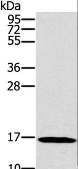 SNCG / Gamma-Synuclein Antibody - Western blot analysis of HT-29 cell, using SNCG Polyclonal Antibody at dilution of 1:800.