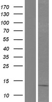 SNCG / Gamma-Synuclein Protein - Western validation with an anti-DDK antibody * L: Control HEK293 lysate R: Over-expression lysate