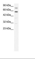 SND1 Antibody - Raji Cell Lysate.  This image was taken for the unconjugated form of this product. Other forms have not been tested.