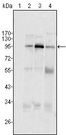 SND1 Antibody - SND1 Antibody in Western Blot (WB)